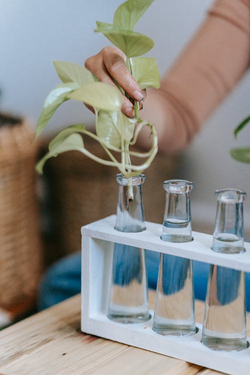 Unrecognizable gardener putting plant into vase