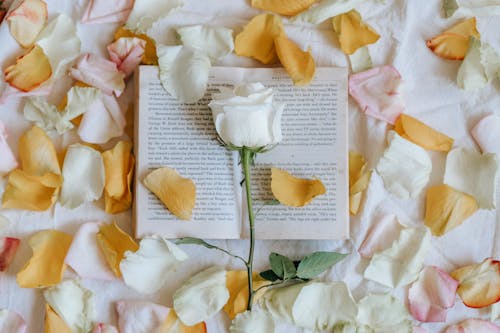 Free Rose on book near scattered petals Stock Photo