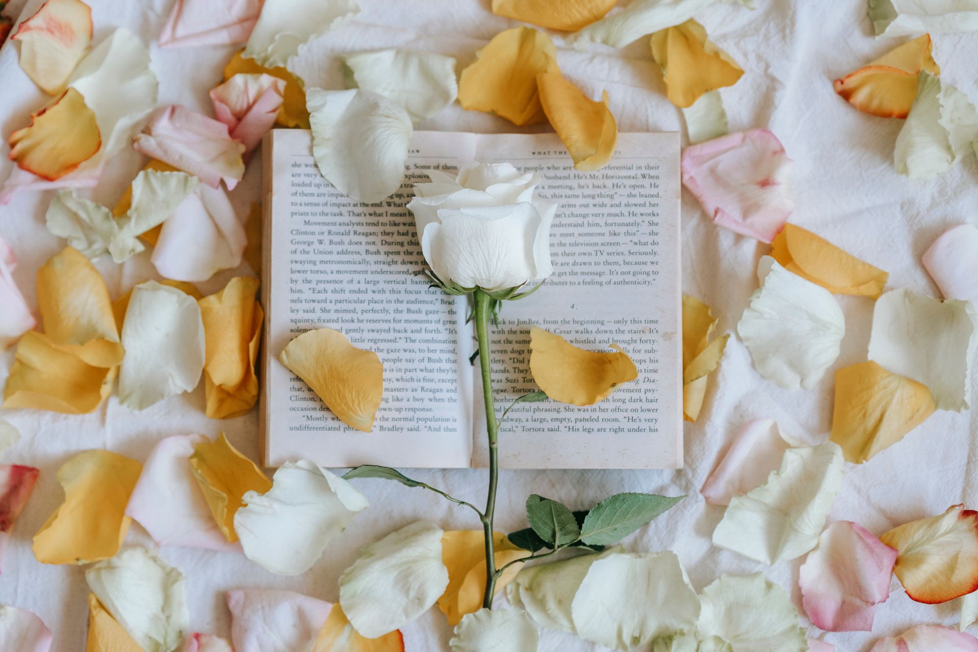 Aesthetic flat lay featuring an open book with scattered rose petals and a white rose.