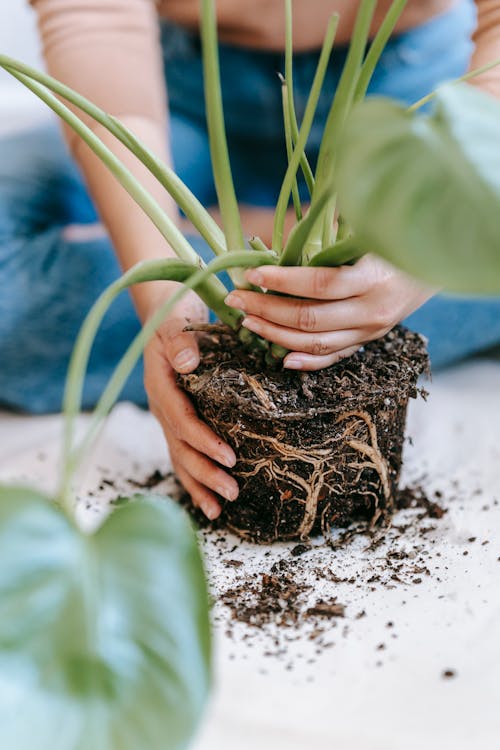 Crop anonymous female gardener sitting on floor while transplanting green plant with leaves in soil with roots in light room