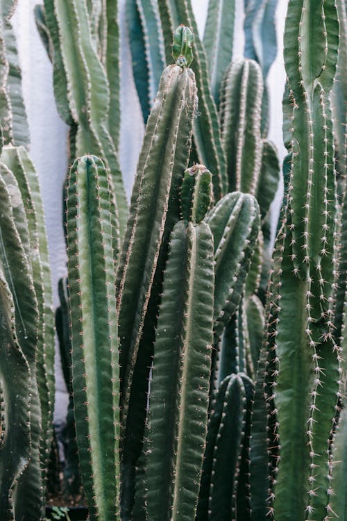 Abundance of tall green exotic cactuses covered with prickly spikes growing in greenhouse with many verdant plants on summer day