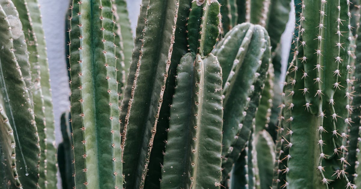 How to grow Christmas cactus outside