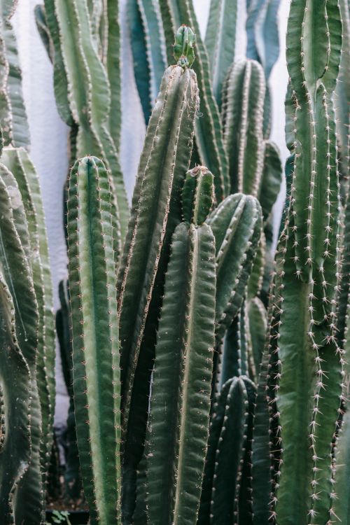 Free Abundance of tall green exotic cactuses covered with prickly spikes growing in greenhouse with many verdant plants on summer day Stock Photo