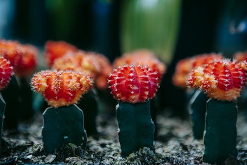 Free Cactuses with red heads in garden Stock Photo