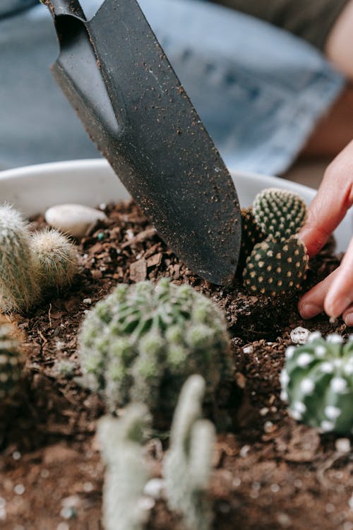 Crop anonymous person transplanting small cactus from flowerpot with soil and plants using special shovel in light room at home