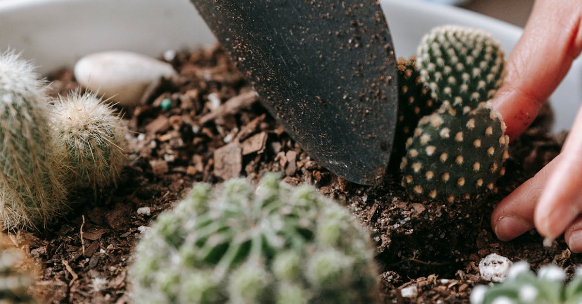 How to care cactus plant