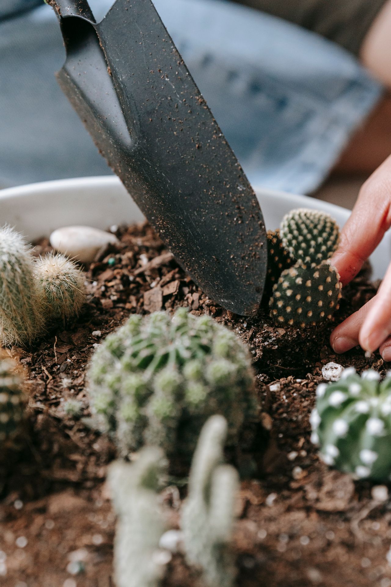 Planting small cacti into fresh soil with a trowel while repotting