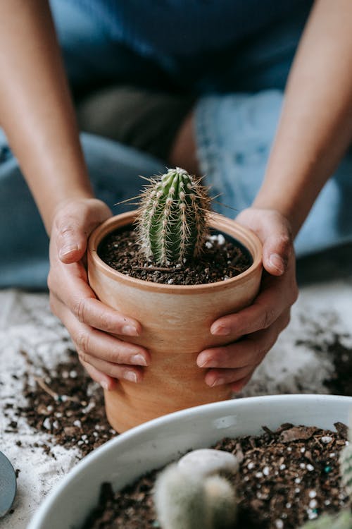 Unrecognizable gardener transplanting sharp cactus
