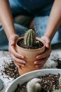 Unrecognizable gardener transplanting sharp cactus