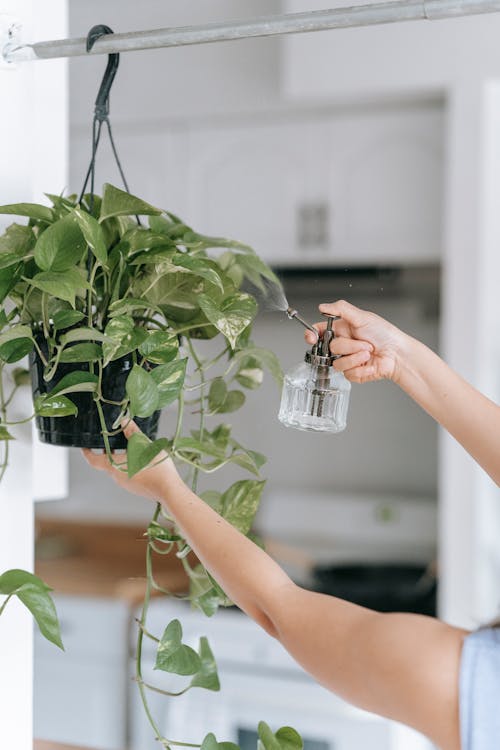 Free Crop anonymous female watering green potted plant with spray bottle hanging on rack in light room at home on blurred background Stock Photo