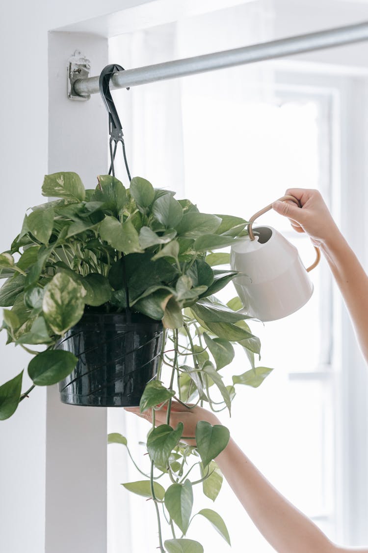 Unrecognizable Person Watering Potted Plant In Room