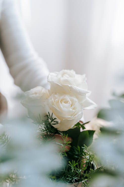 Crop person with white roses in vase