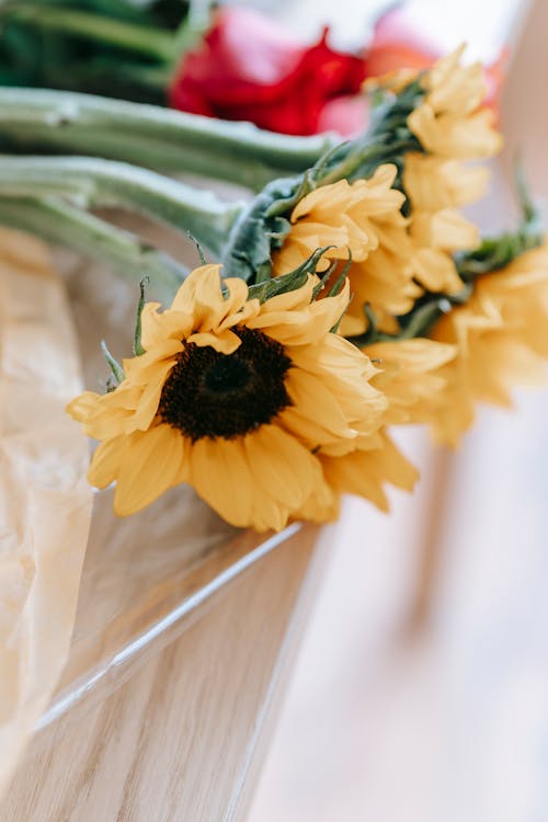 Ilmainen kuvapankkikuva tunnisteilla auringonkukka, botaniikka, elegantti