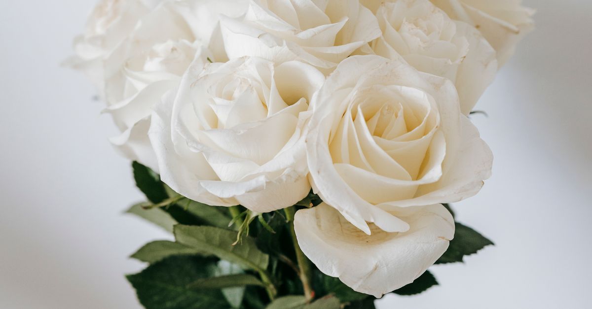 Bouquet of white roses shown by crop person · Free Stock Photo