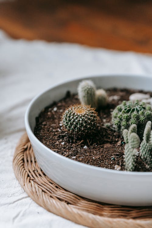Small cactuses in white ceramic pot