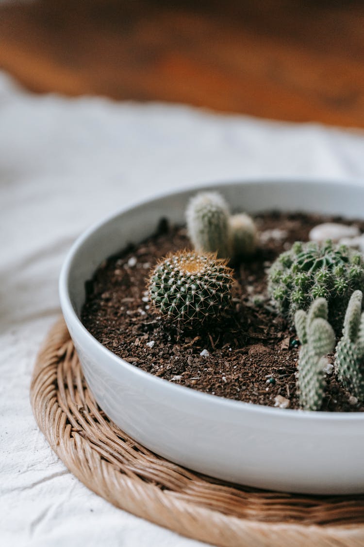 Small Cactuses In White Ceramic Pot