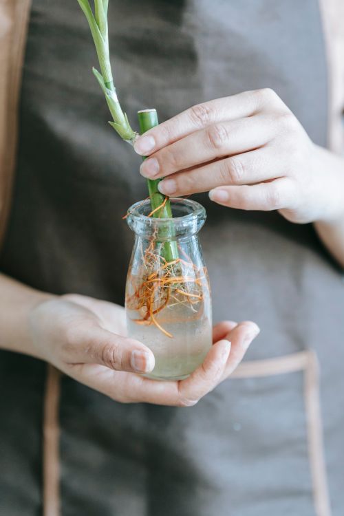 Free Unrecognizable woman in apron putting small sprout into glass flask with fresh water for growing flower Stock Photo
