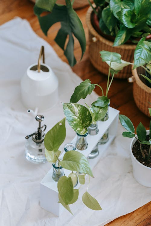 Free From above of green young plants rooting in water in glass bottles placed on table near potted plants in cozy room Stock Photo