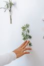 Crop woman with green plant on white background