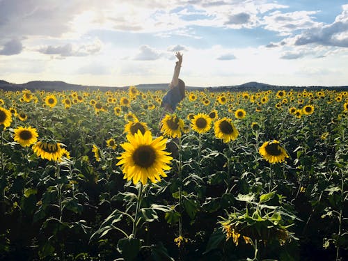 Person in Blue Shirt on Sunflower Field Photo Shot