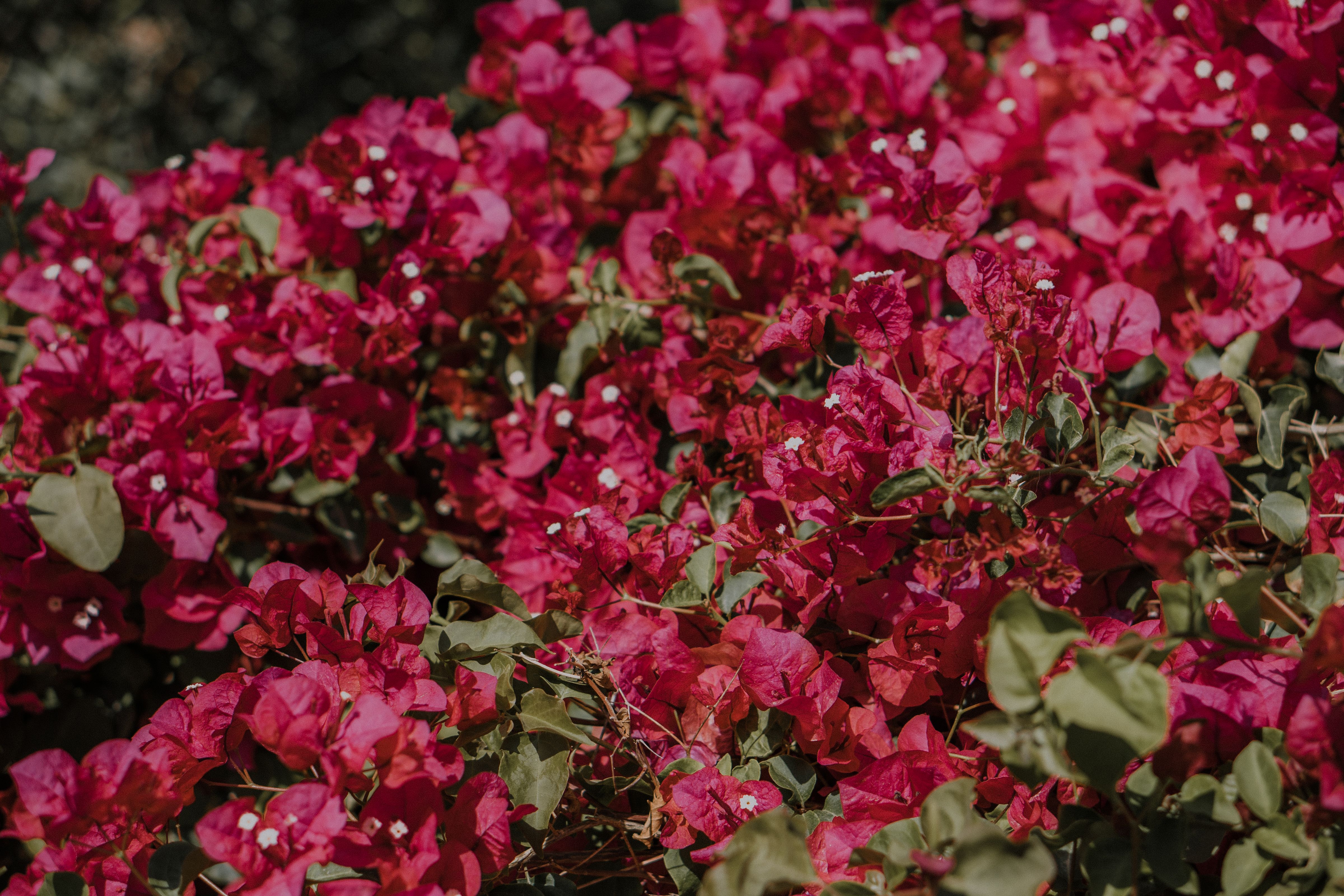 Colorful garden flowers in full bloom
