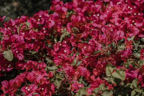 Free Pink Bougainvillea Flowers in Bloom Stock Photo