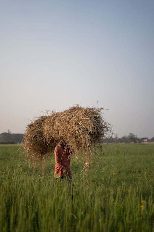 Free Person Carrying Hay in the Field Stock Photo
