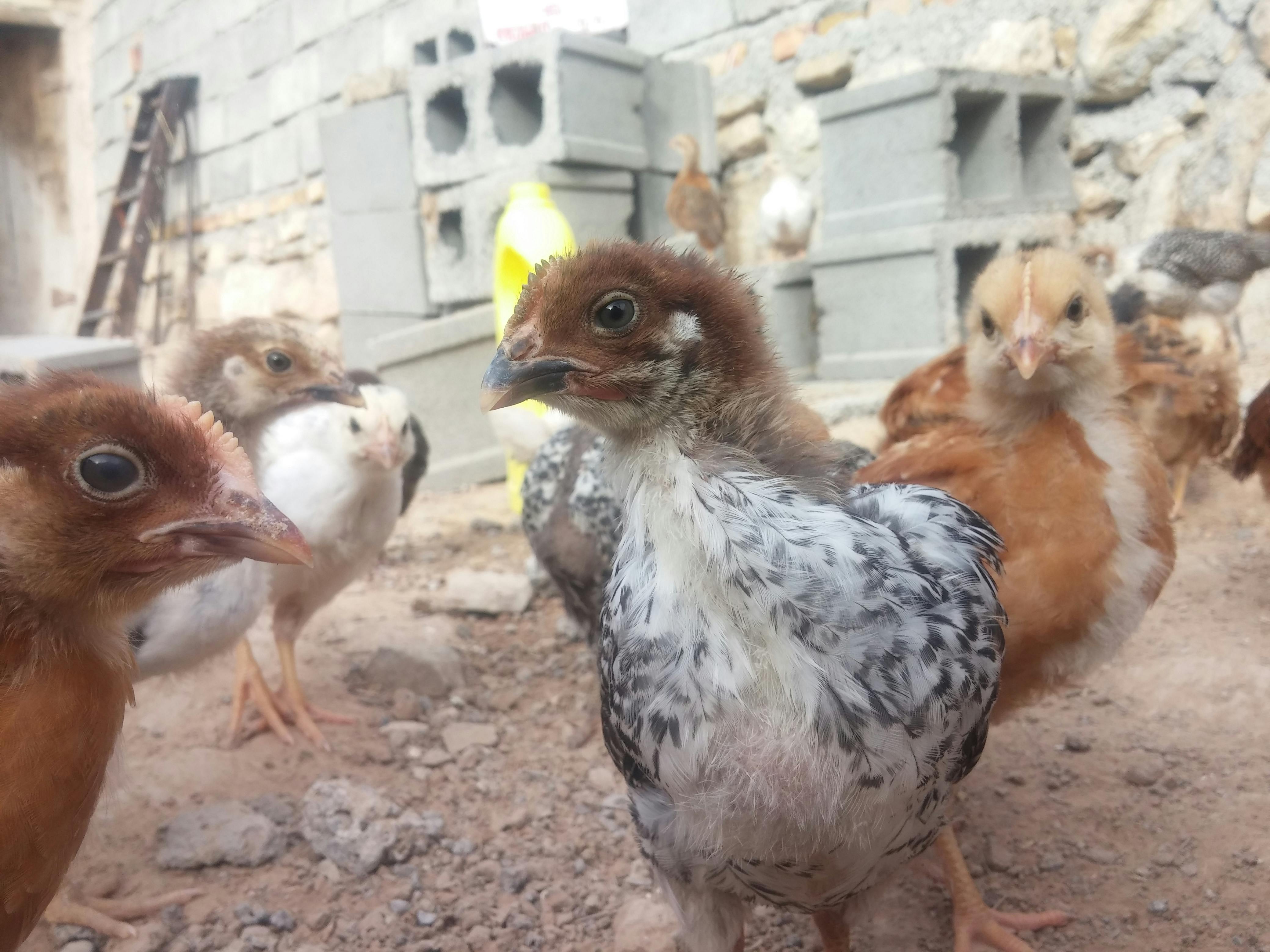 Kostenloses Foto zum Thema küken