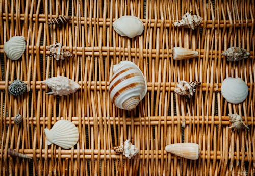 Collection of seashells placed on wicker surface