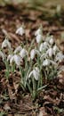 White Flowers on the Ground