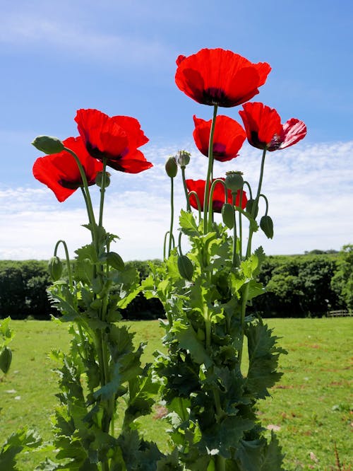 Free stock photo of red poppies Stock Photo