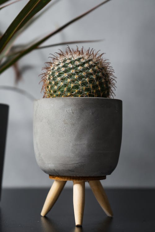 A Cactus in a Plant Pot on the Black Surface