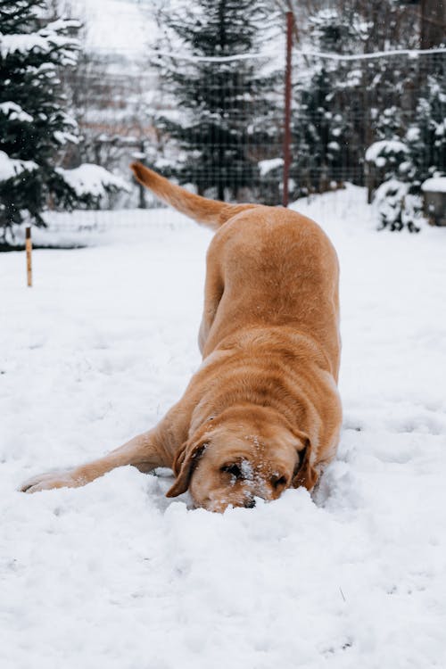 Brown Short Coated Dog Lying on Snow Covered Ground