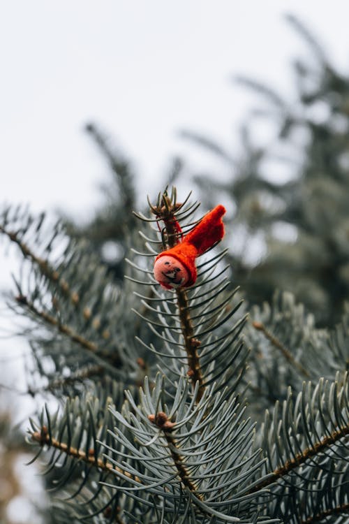 Imagine de stoc gratuită din a închide, arbore, conifer