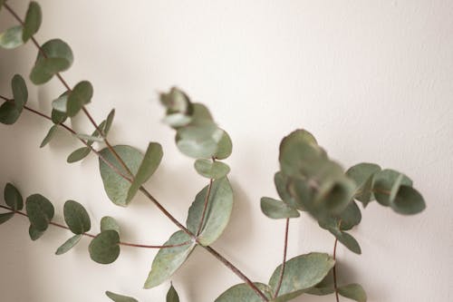 Close-Up Shot of a Green Plant on White Background