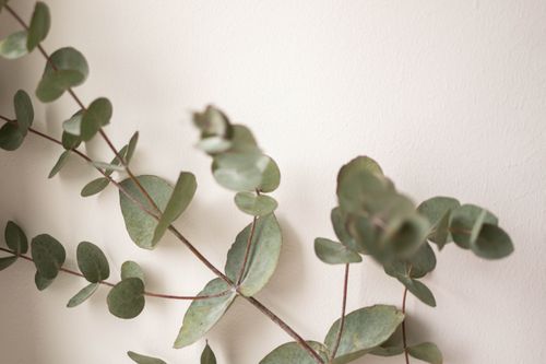 Free A close-up view of eucalyptus leaves against a white background, highlighting their natural beauty. Stock Photo