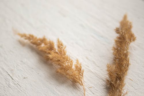Close-Up Shot of Two Pampas Grass on Wooden Surface