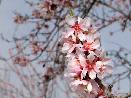 White and Pink Cherry Blossom