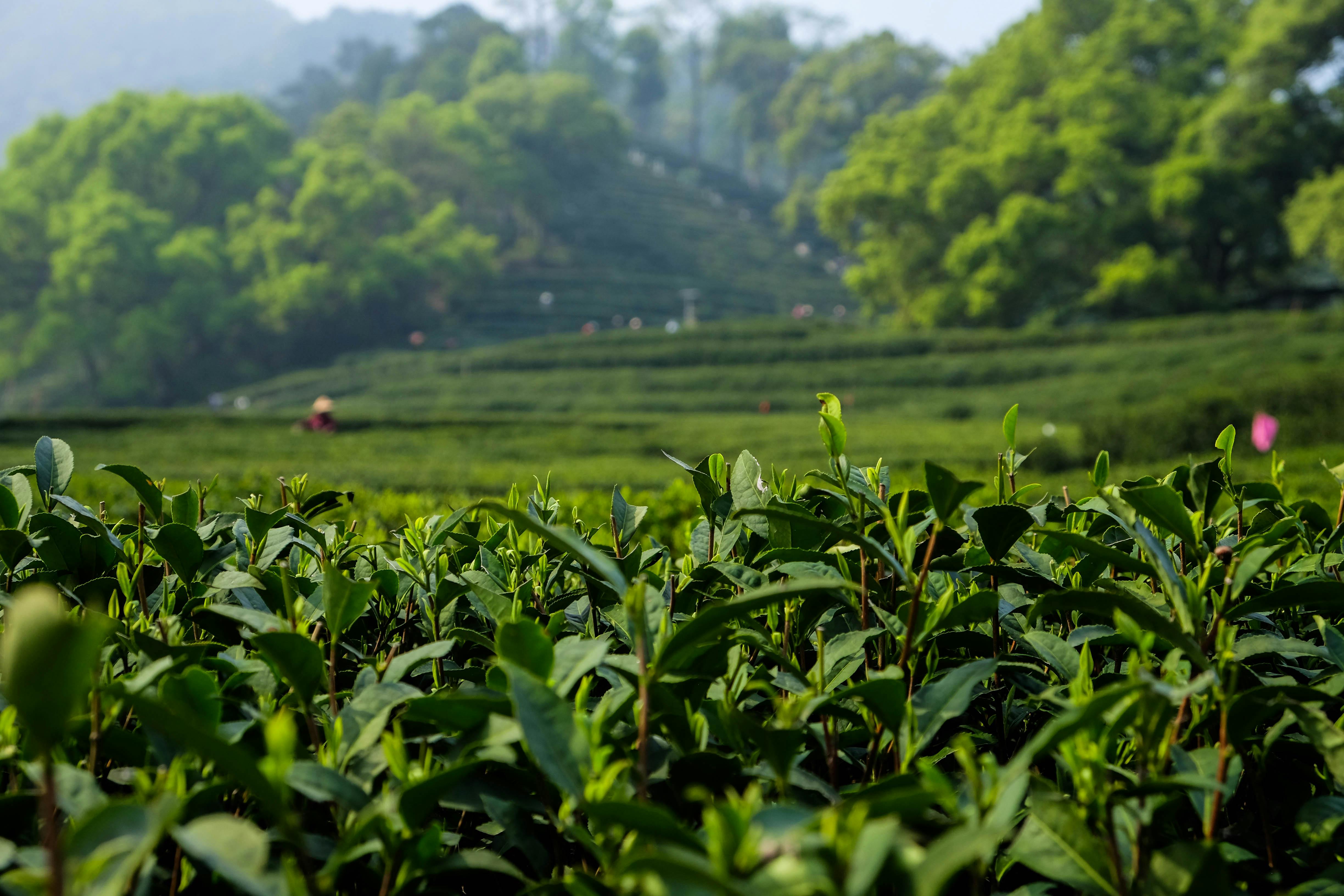 Explore the vibrant tea plantation with lush green leaves under the clear spring sky.