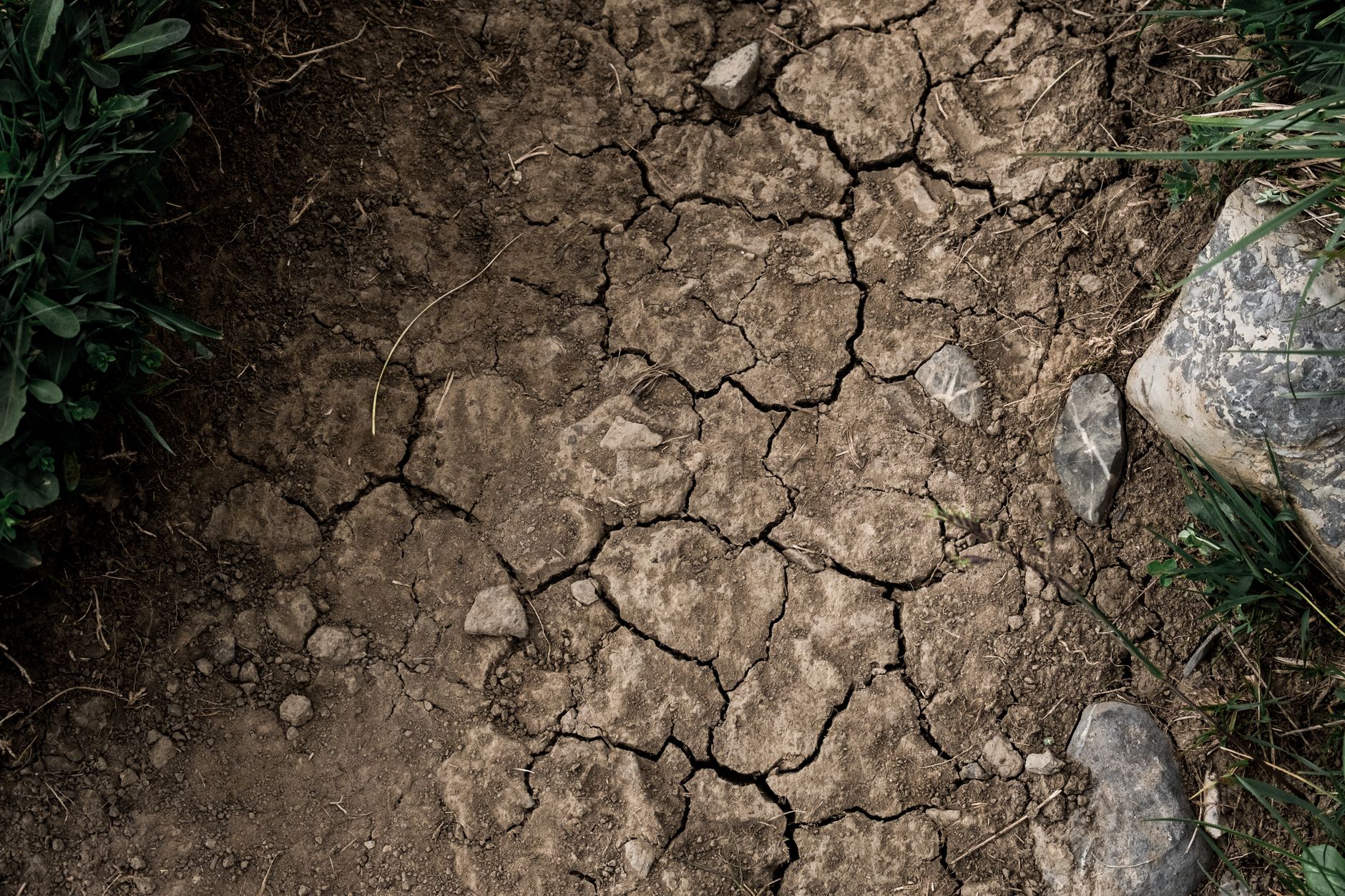 Preventing Foundation Cracks: Strategic Planting Distances and Drought-Tolerant Choices for Trees & Shrubs Near Your Home (Especially in Clay Soils)