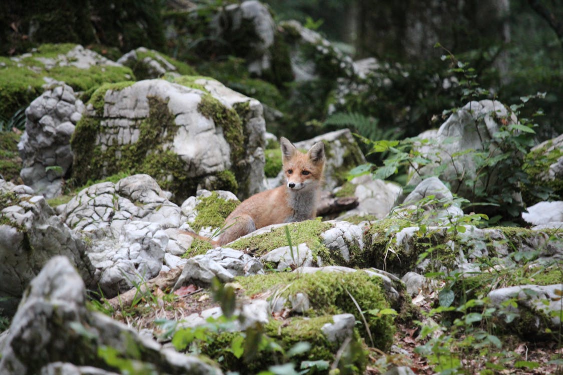 fox in the woods