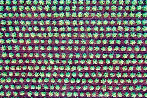 Aerial Shot of a Wide Cropland