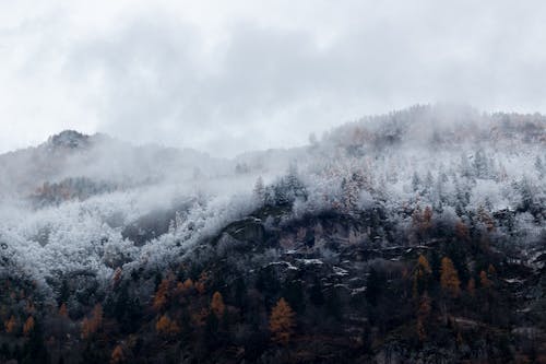 雪の木々に囲まれた山