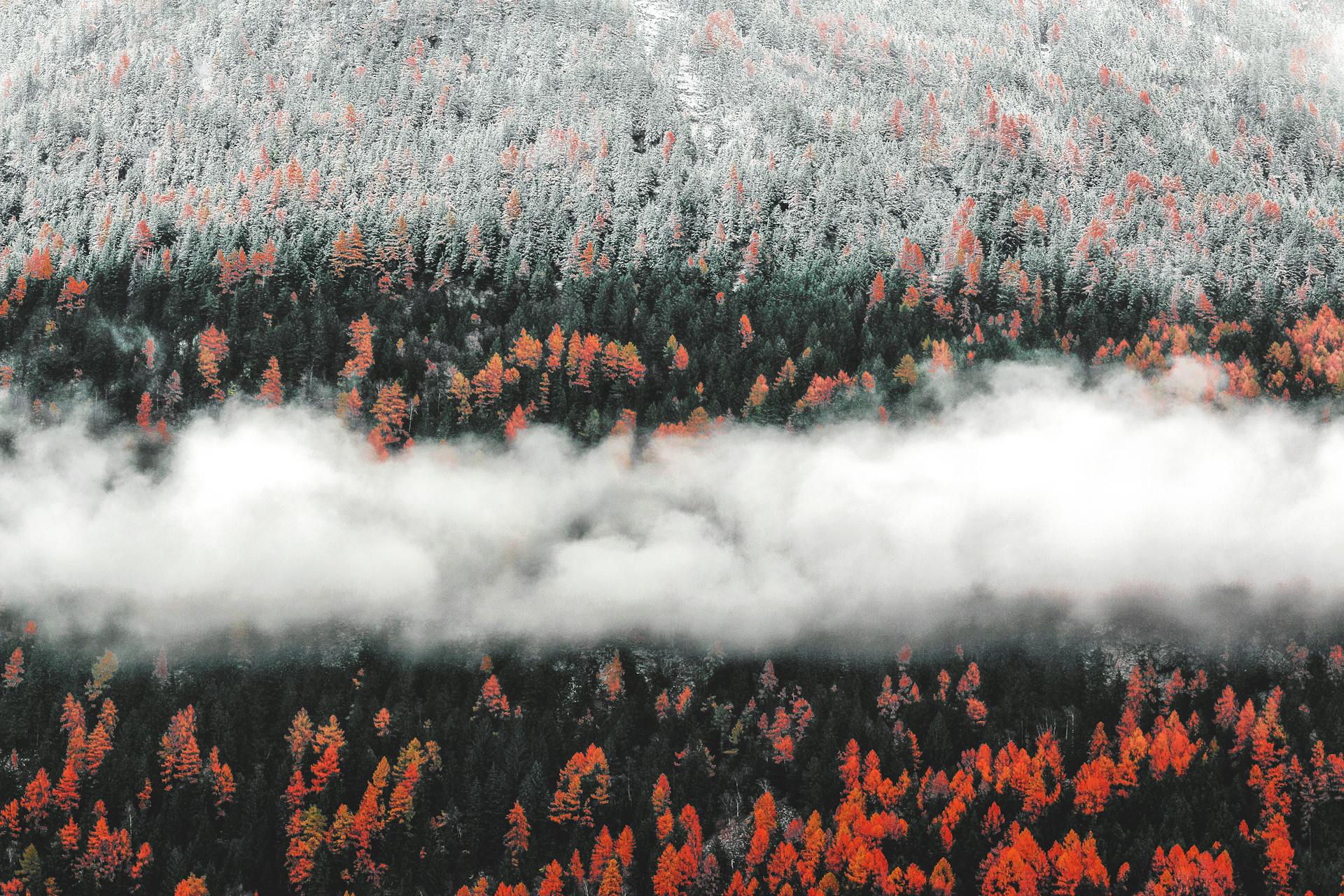 A captivating aerial view of an autumn forest blanketed with fog and the first snow. Vibrant autumnal colors blend with winter's onset.