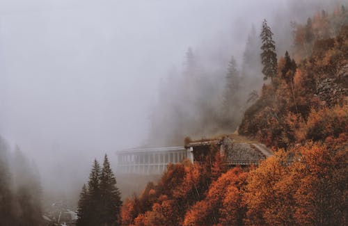 免费 棕色和绿色的落叶树覆盖着雾 素材图片