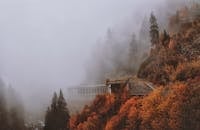 蜿蜒的雾蒙蒙山路穿过生机勃勃的秋叶，营造出宁静大气的景观