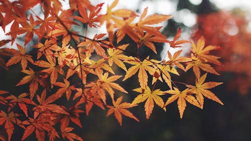 A Close-Up Shot of Maple Leaves