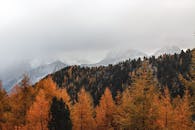 秋天的森林，背景是雾蒙蒙的山脉