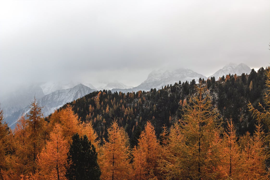 Landscape Photography of Brown Pine Trees