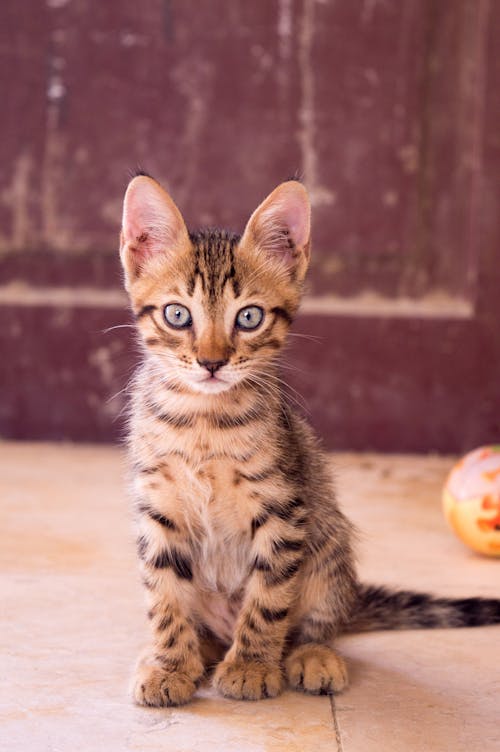 Closeup Up Photography of Tri Color Kitten